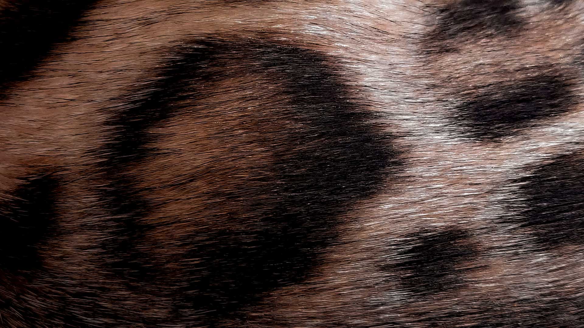 Bengal cat double rosette