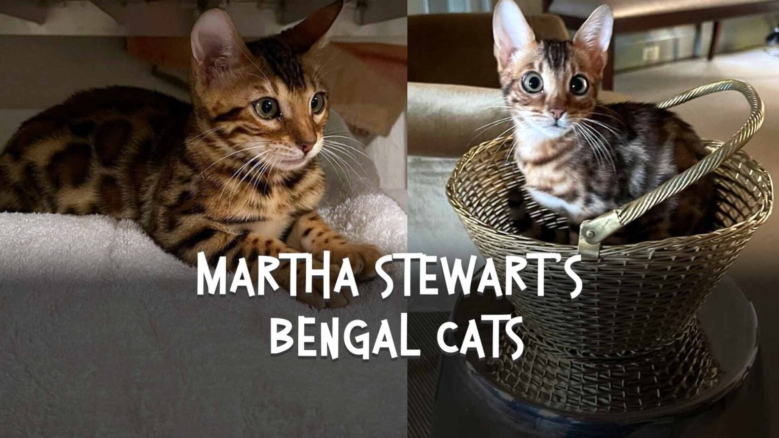 Two New Bengal Cats For Martha Stewart Iconic Bengal Cat Breeders