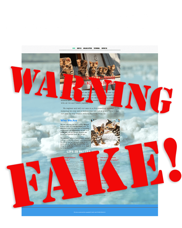Phori Bengal Kittens is a fraud. Buyer beware!