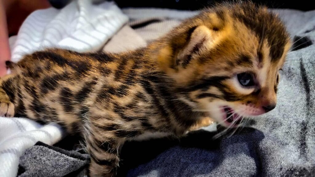 Bengal Cat and Kitten Prices - Iconic Bengal Cat Breeders