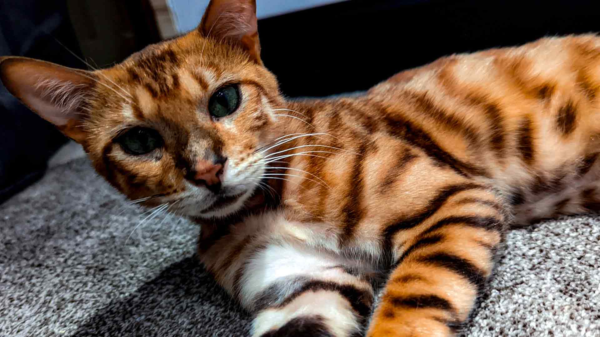 Bengal cat with beautiful spotted coat, known for being potentially less allergenic than other cat breeds.