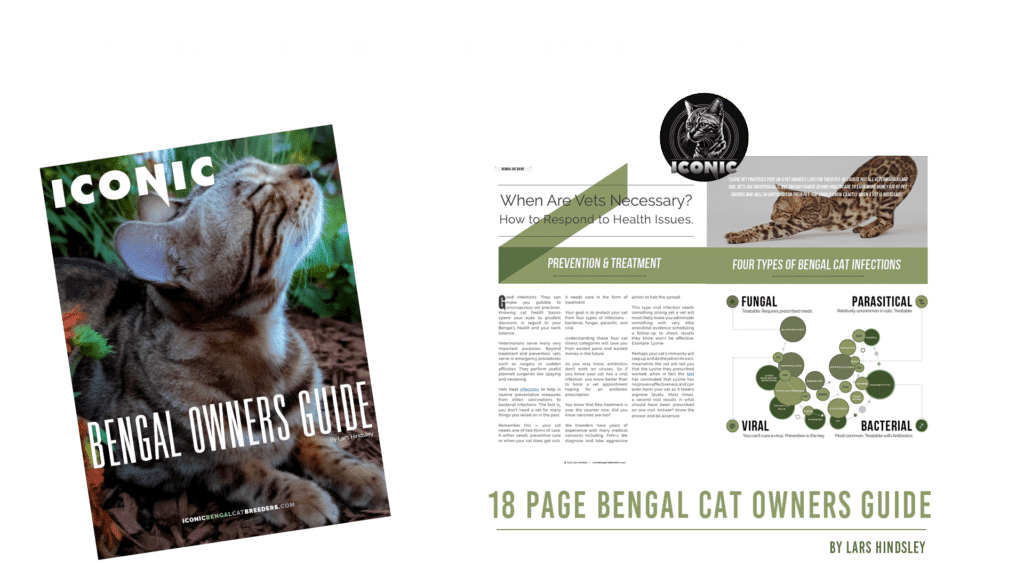 Bengal Cat Training Guide Iconic Bengal Cat Breeders