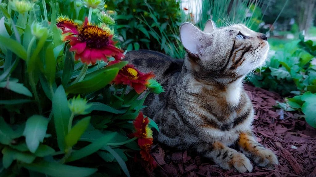 PixieCat. Bengal Cat laying in the evening summer sun looking upward while laying in Gardenflower.