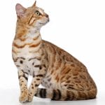 spotted-female-bengal-against-white-background-looking-up-with-profile-view