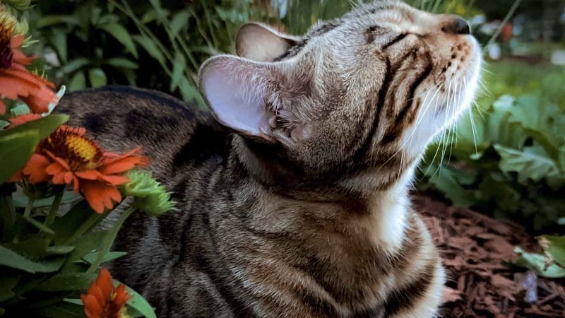 Bengal cat enjoying the outdoors free of fleas and ticks.