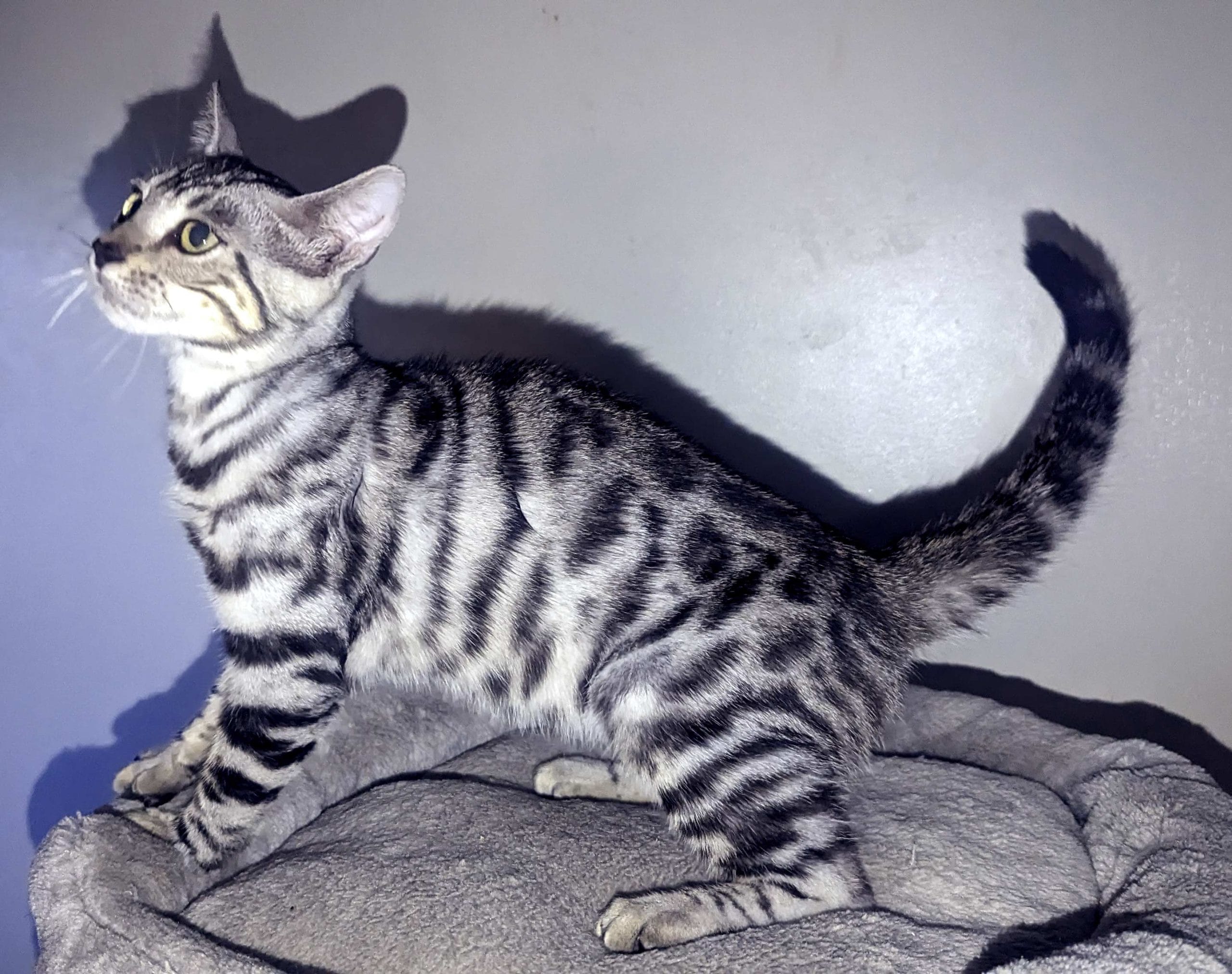 Logan is a silver spotted male adolescent Bengal.