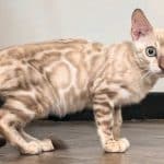 MALE-MINK-SNOW-BENGAL-AT-4-MONTHS-AGE-3