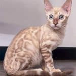 MALE-MINK-SNOW-BENGAL-AT-4-MONTHS-AGE-4