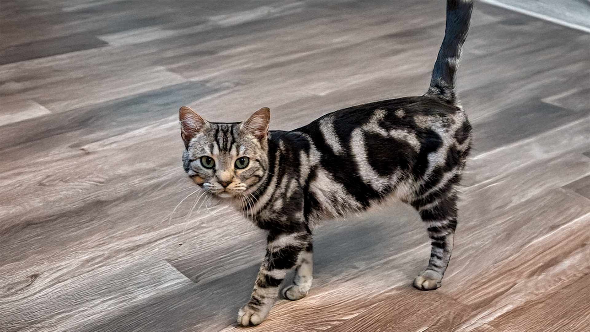 Yang of Iconic: Silver Marble Female Bengal Cat