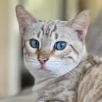 MINK-SNOW-SPOTTED-TONY-HEADSHOT